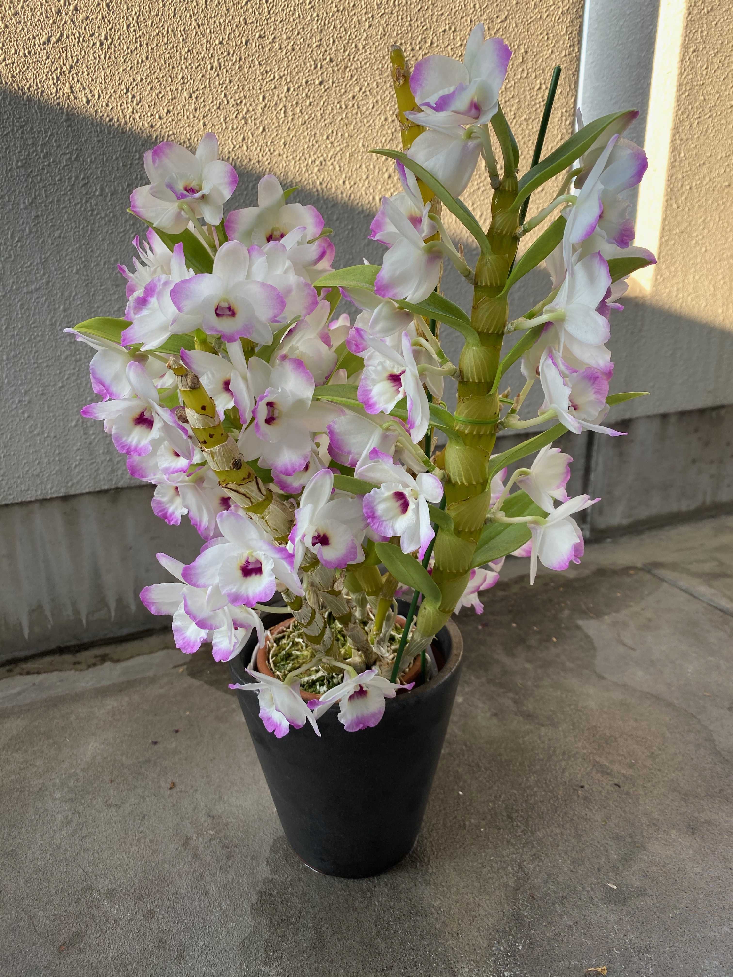 今年も咲きました。デンドロビューム | のんびり・ゆっくり・ゆる〜い園芸 - 楽天ブログ