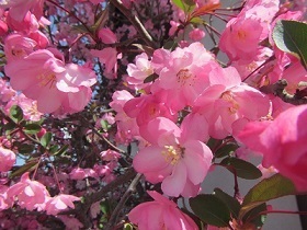 花２６カイドウ.jpg
