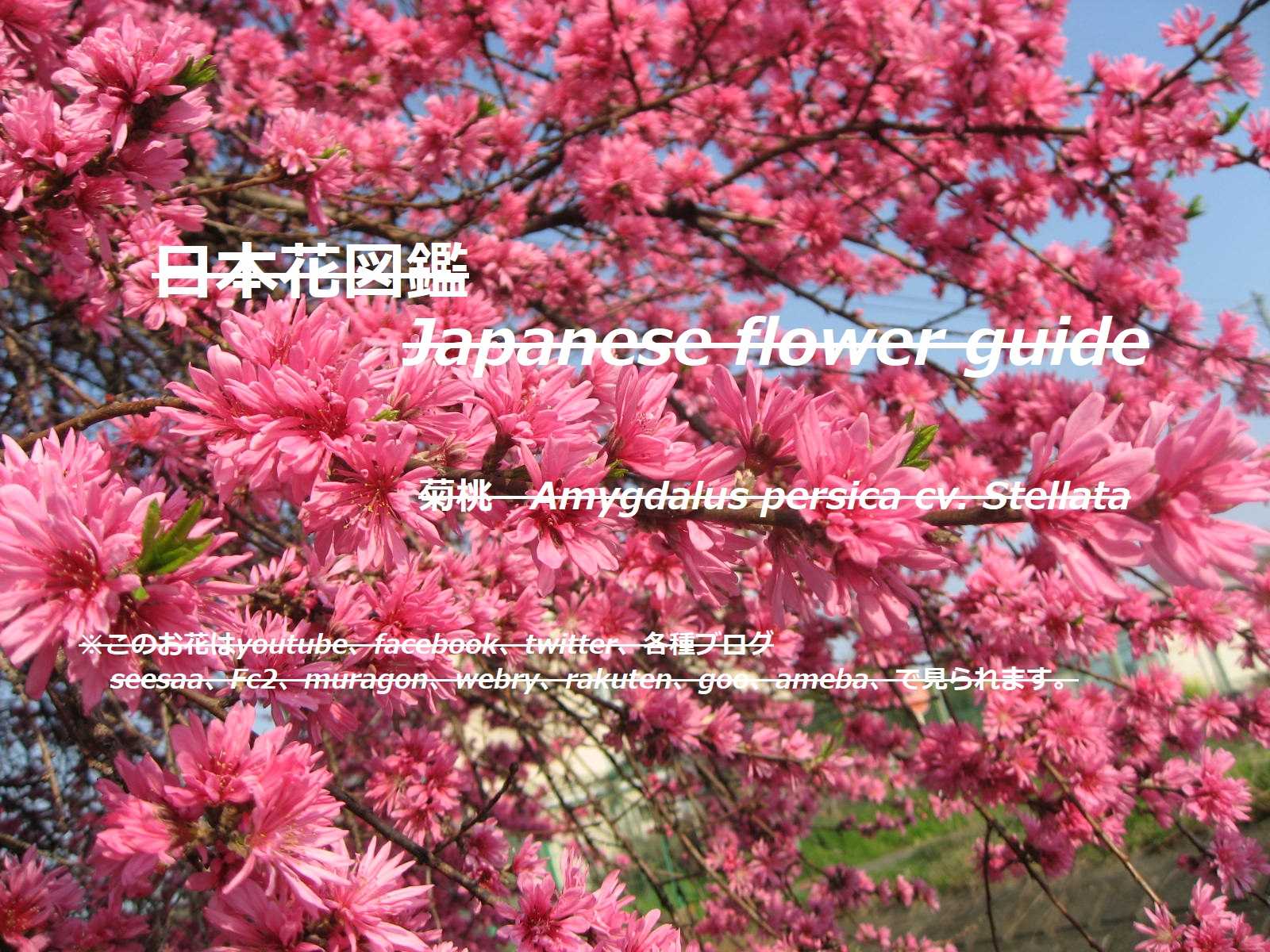 青空に満開 菊の花 Is It In Full Bloom In The Blue Sky Chrysanthemum 季節の花 日本花図鑑 動スライドショーとピアノ音楽 楽天ブログ
