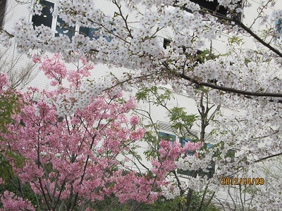 満開の桜5.jpg