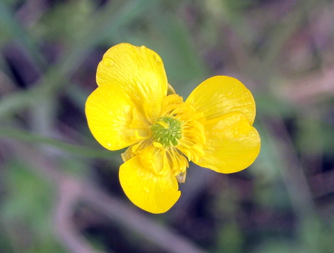 ウマノアシガタの花一輪