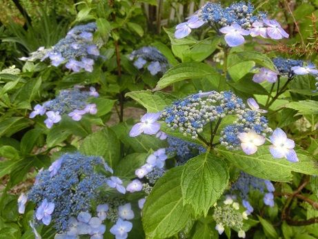 うちの庭の紫陽花たち 冬紫陽花の今 にわかサッカーファン 静かな時が流れる 風の庭 楽天ブログ