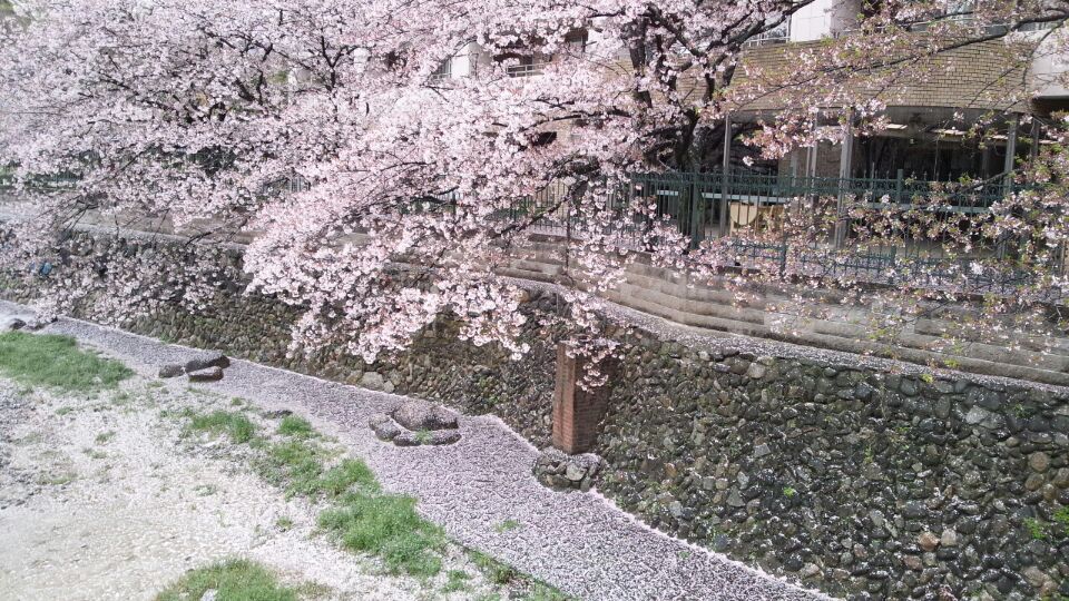 0406 高校入学式後桜吹雪