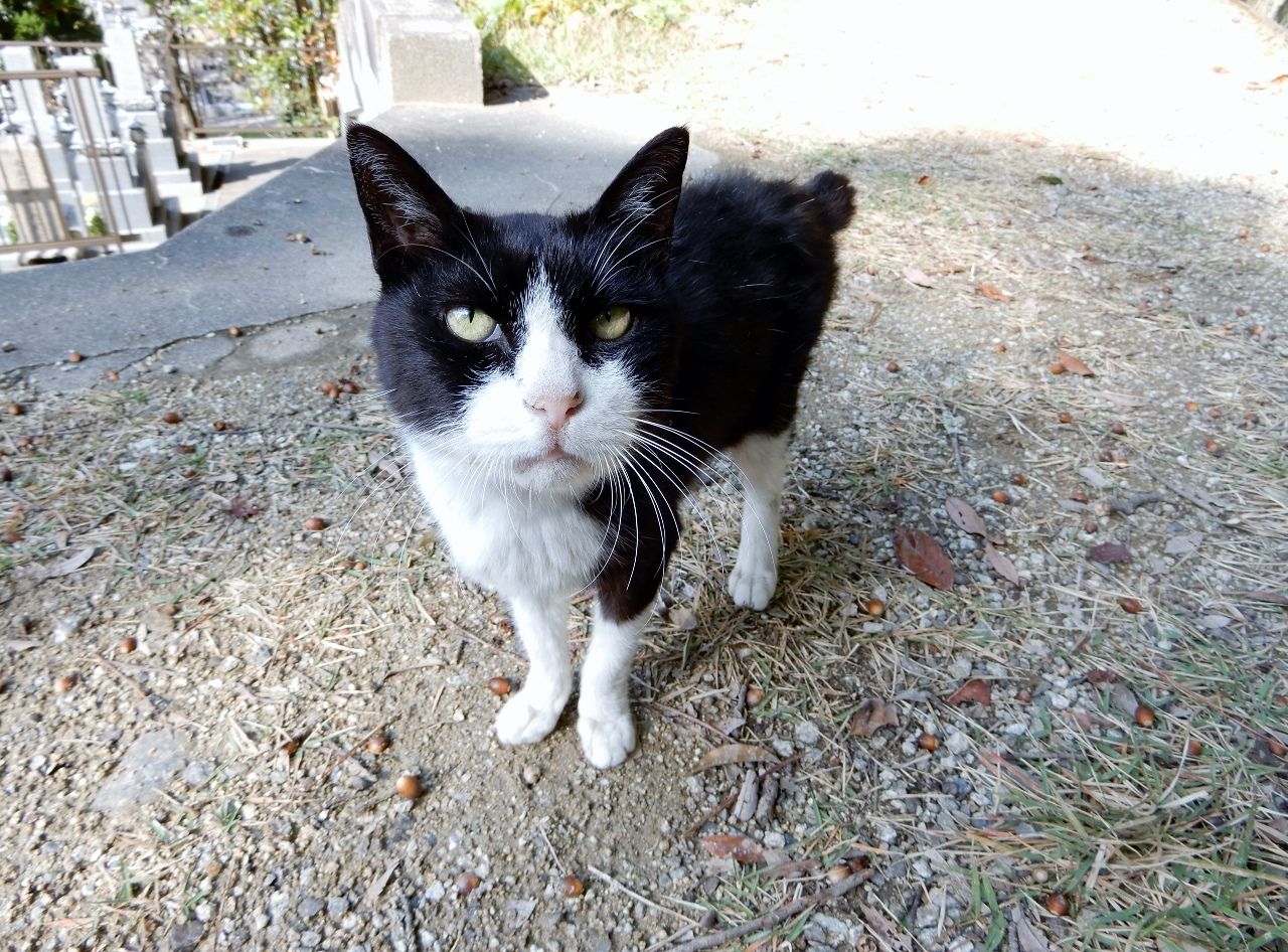 たまが 虹の橋 に旅立ちました の巻 人さまのネコ 楽天ブログ