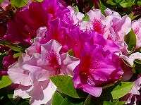 ４月２１日の誕生花 オオムラサキツツジ 大紫躑躅 の花言葉 美しい人 あふれるように咲く大輪の赤紫色の花 弥生おばさんのガーデニングノート 花と緑の365日 楽天ブログ