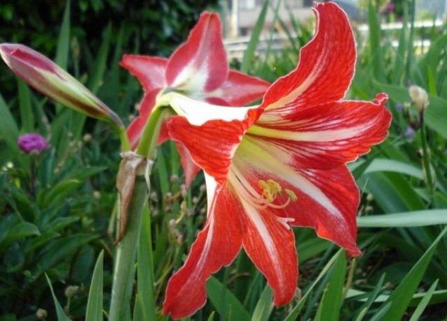 アマリリスの花 花と蕎麦とリハビリと 楽天ブログ