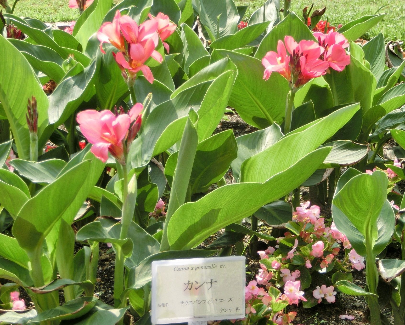 京都府立植物園の花 カンナ ベゴニア だい のひとりごと 楽天ブログ