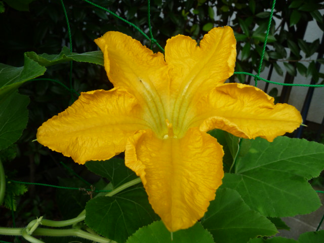 539 カボチャの花