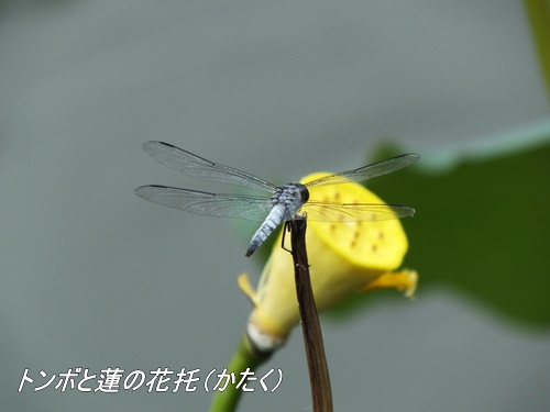 洗足池にて