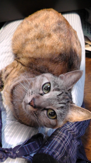 膝に乗って邪魔する猫