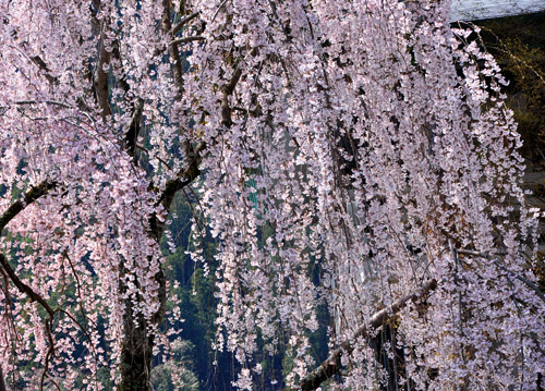 枝垂れ桜３