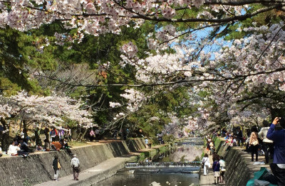 夙川桜歩き2