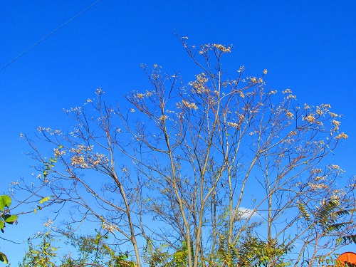 花の名不明