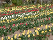 花見山四.jpg