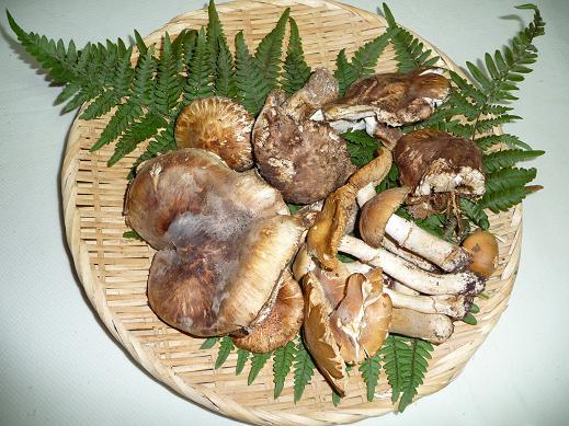 syuukaku 