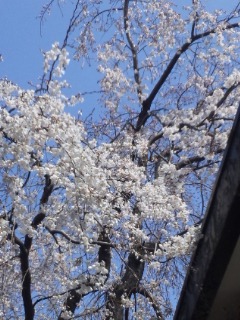 お寺の桜２
