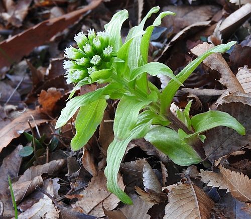 フキの花 二代目館長日記 楽天ブログ