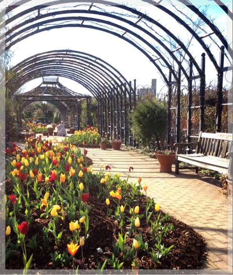 アイスチューリップ・ローズトンネル