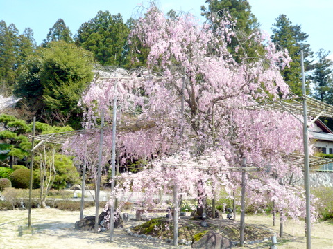 がんこの枝垂桜