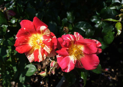 DSC03648.JPG