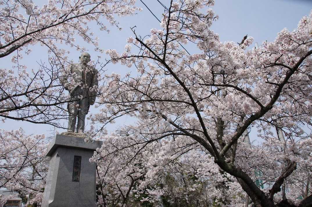 常盤公園 桜満開 坂出グランドホテル宿ブログ 楽天ブログ