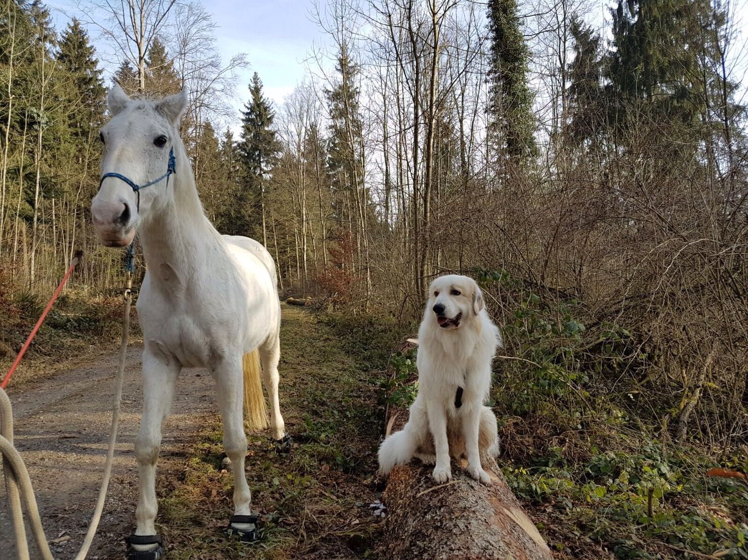 スイスの馬事情 スイス生活 楽天ブログ