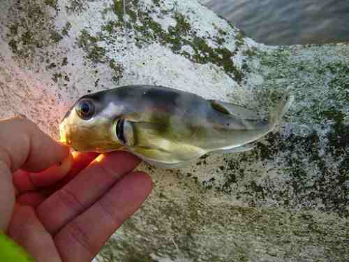 5_Sabafugu_Mongagua.jpg