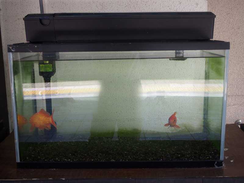記事一覧 もはや人生 負試合消化中 のおっさん うお のブログ 楽天ブログ 記事一覧 もはや人生 負試合消化中 のおっさん うお のブログ 楽天ブログ