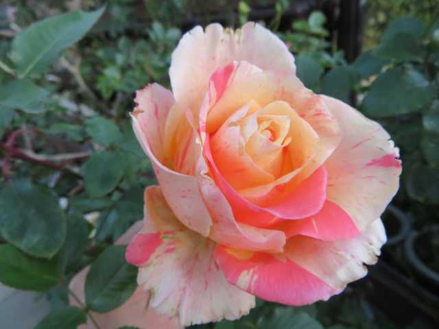 魅力あふれる切り花種のバラ センテッドジュエル 母の スキミア ばぁばの薔薇の花園 楽天ブログ