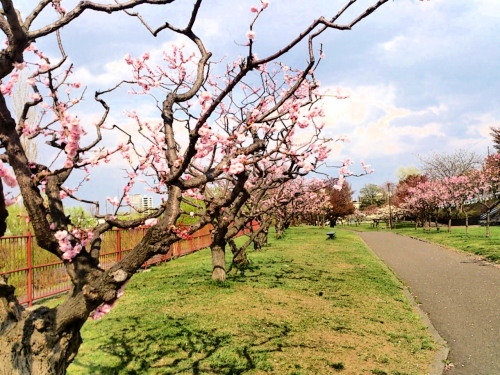 公園3.jpg