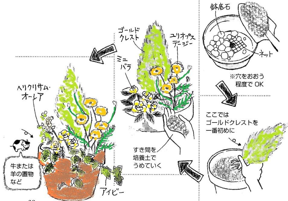 植物を育てて願いを叶えるガーデニング風水 メモメモ F ｪ O メモ帳代わりのブログ 楽天ブログ