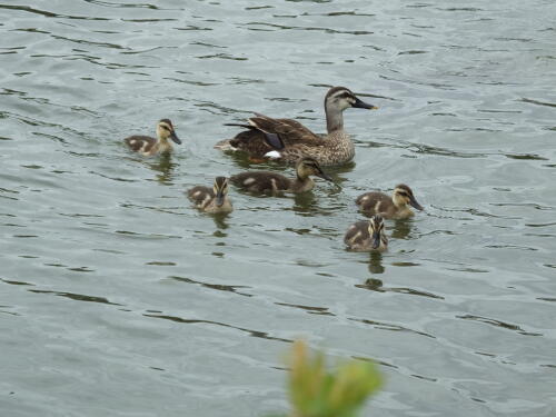 小池公園にて