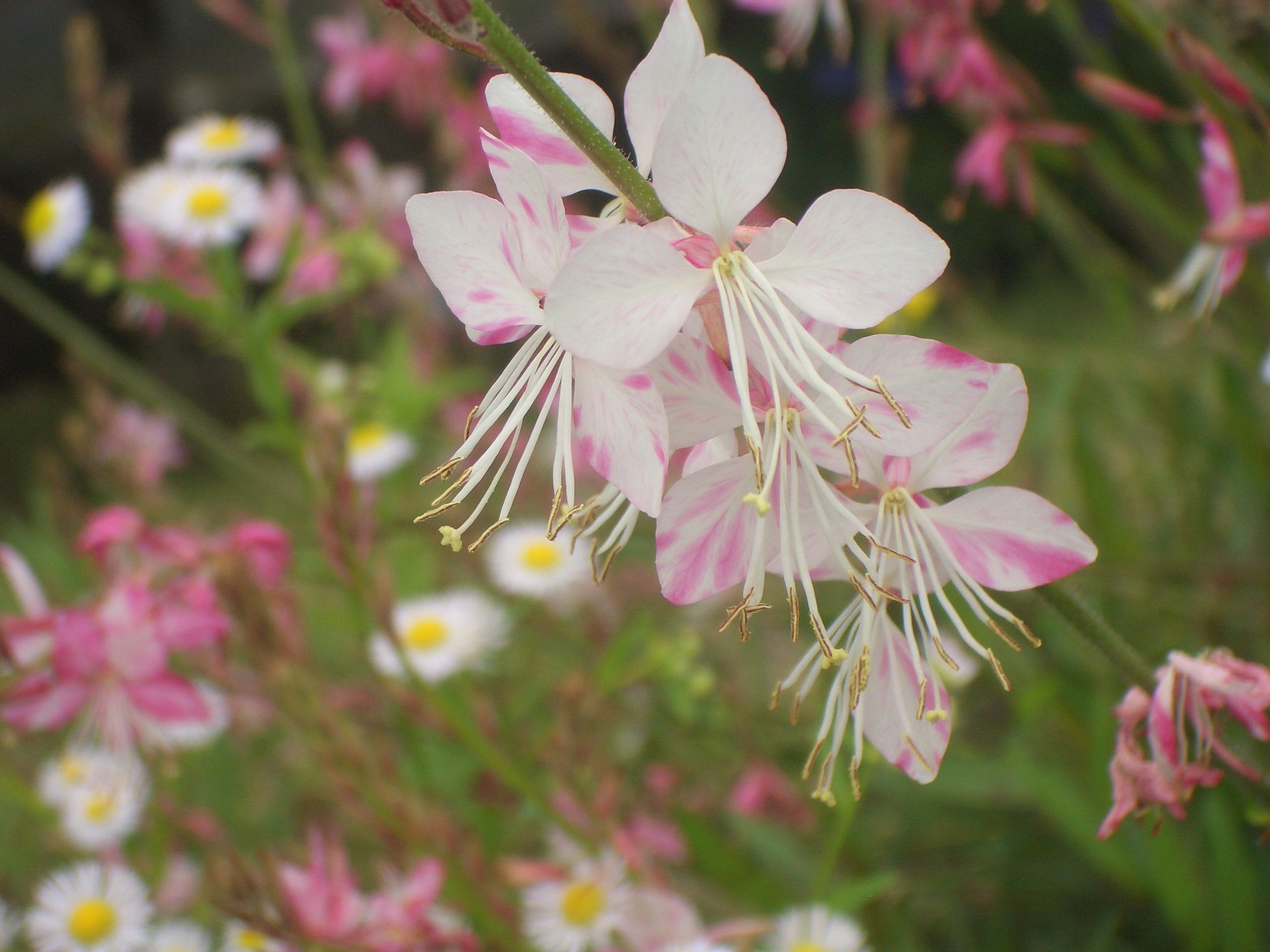 驚くばかりガウラ 花 最高の花の画像