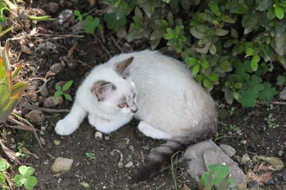 我が家のニャンコ♪2013/7/8-3