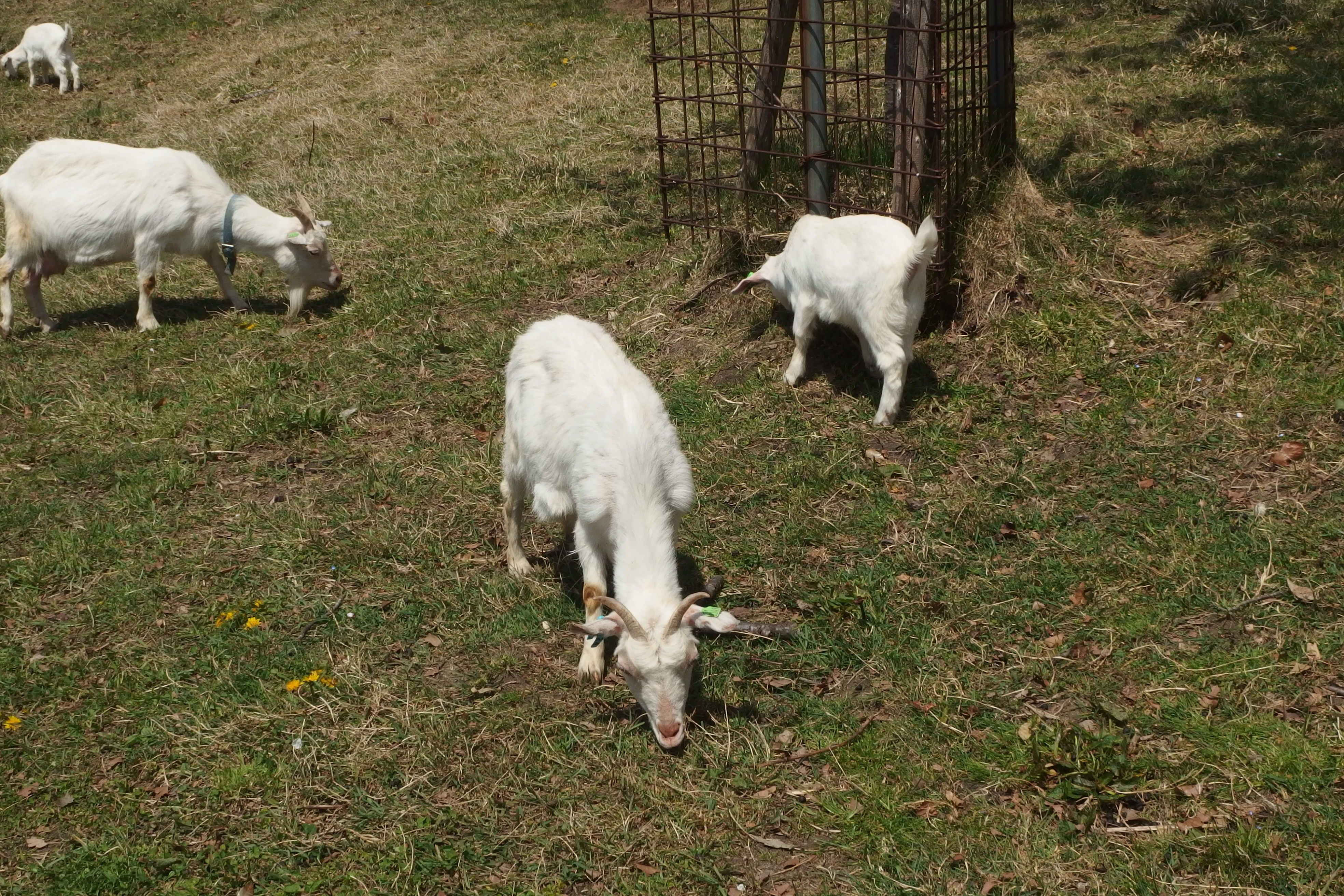 放牧と繋牧 はんぼく と舎飼い その２ 山羊 やぎ ヤギ 定年退職したら ヤギを飼うぞ レッツ Goat 楽天ブログ