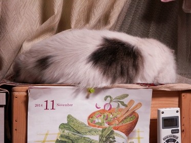 PB180082てんちゃんブログ.jpg
