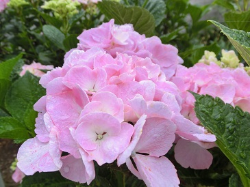 紫陽花ピンク