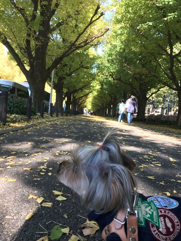 明治神宮外苑のいちょう並木を散策 こまちと悩む日々の生活 楽天ブログ