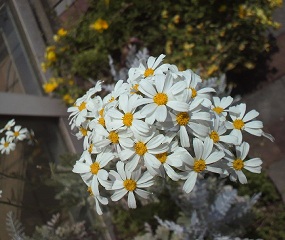 ５月シルバーレースの花.jpg