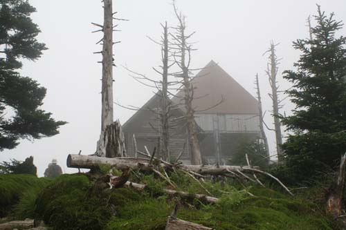 オオヤマレンゲ