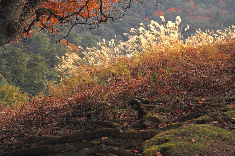ss-若草山夕景_002.jpg