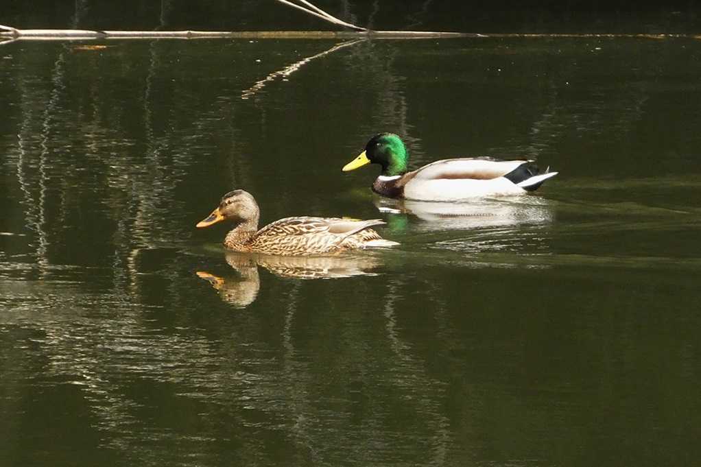 515