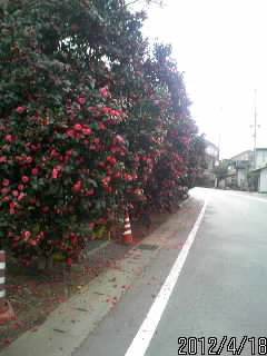 外周の椿
