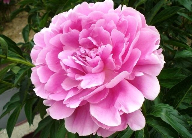 芍薬の花 花と蕎麦とリハビリと 楽天ブログ 芍薬の花 花と蕎麦とリハビリと 楽天ブログ