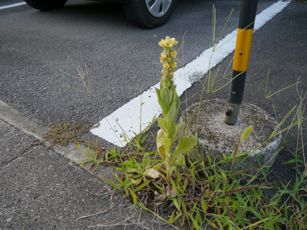 P1080539.JPG