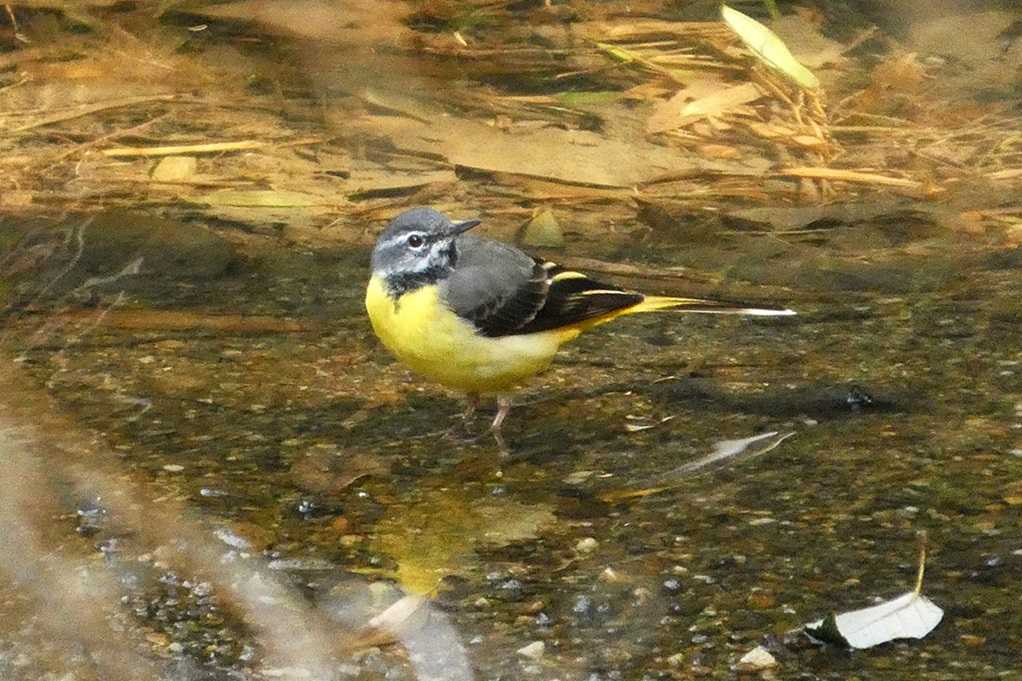 515