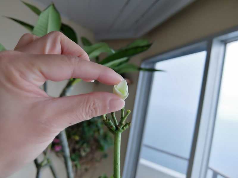 プルメリア プディカ 瀕死 冬 枯れ 葉 寒