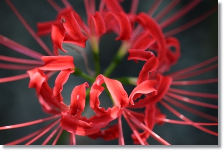 狐山古墳-11 ヒガンバナ-11 13.9.24