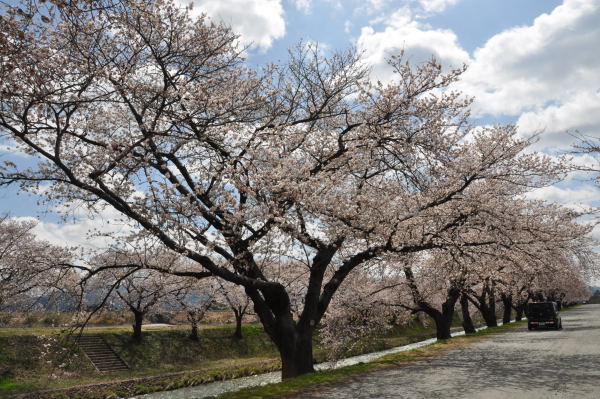 桜