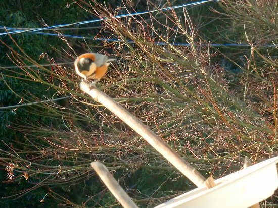 冬の野鳥 008.jpg